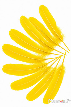 Oca - 15-21 cm - giallo